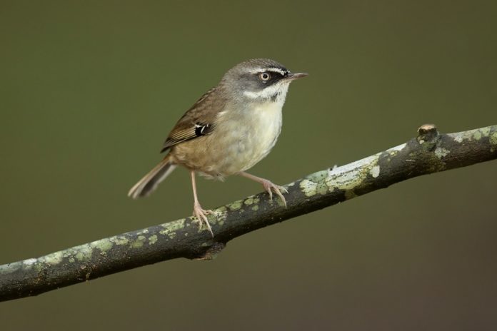 The Large-billed Scrubwren (Sericornis magnirostra) lives in dense temperate subtropical or tropical moist lowland rainforest-like other plain Brown scrubwrens.