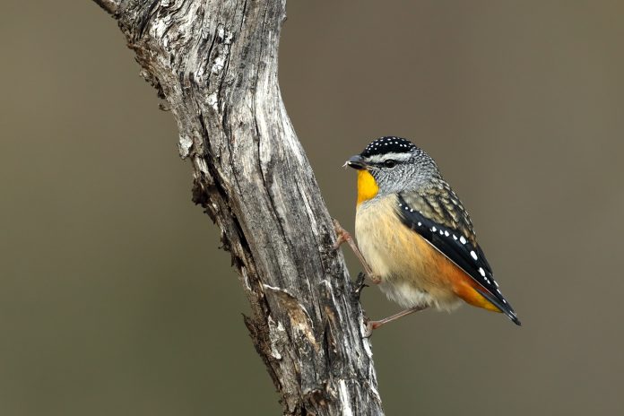 On the high tablelands in northeastern Queensland is a third smaller race, its males blending the russet rumps of the wet forest race with the greyer, more finely spotted back of the mallee form.