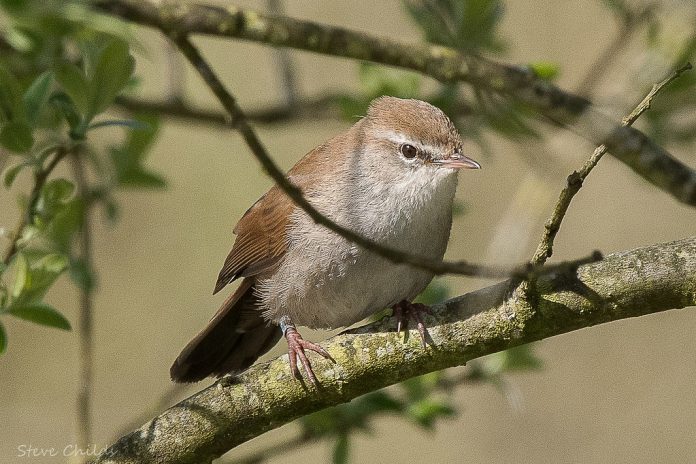 The Cetti’s Warbler song commences with an introductory explosive ‘tchi’ or ‘chuit’ that is followed immediately by a rapid series of ‘chuee’ or ‘piti’ notes, habitually between 6 and 15.