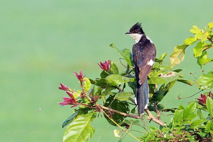 jacobin cuckoo song Jacobin Cuckoo