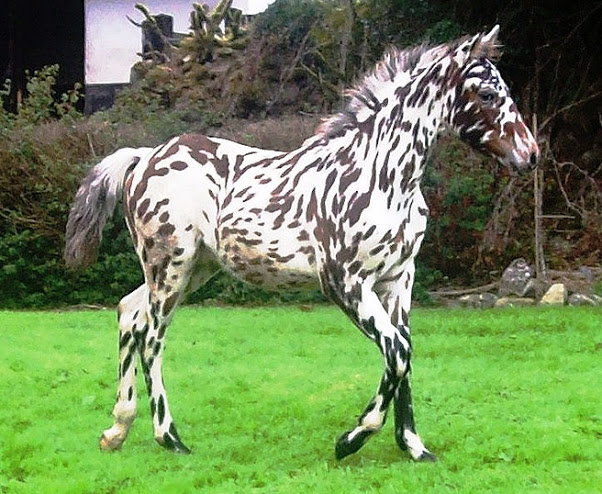 Therefore, the spotted color patterns common in the Knabstrupper are seen in other breeds.
