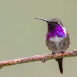 Lucifer Hummingbird (Calothorax lucifer) is found in desert and arid interiors with agave plants habitats from central Mexico to the southwestern United States.