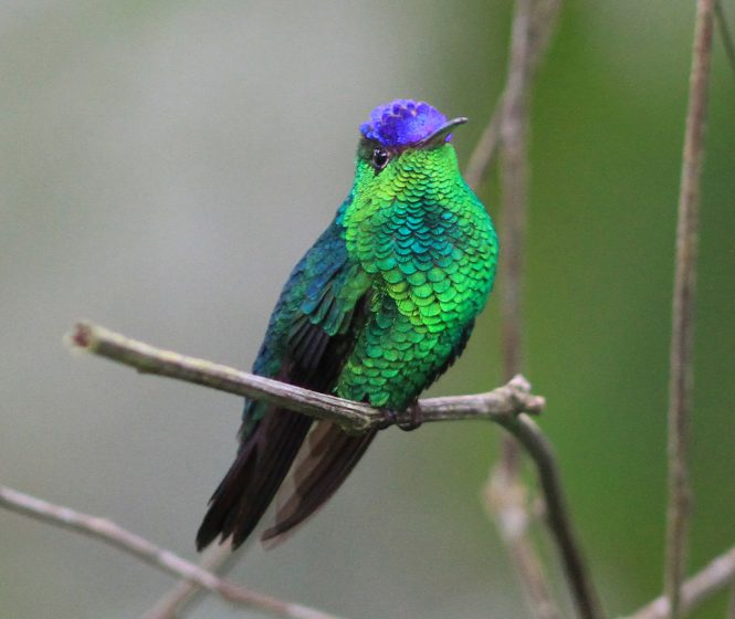 Violet-capped hummingbird mainly prefers small insects, spiders, high energy nectar of scented tiny flowers of shrub, herbs, trees, and epiphytes.