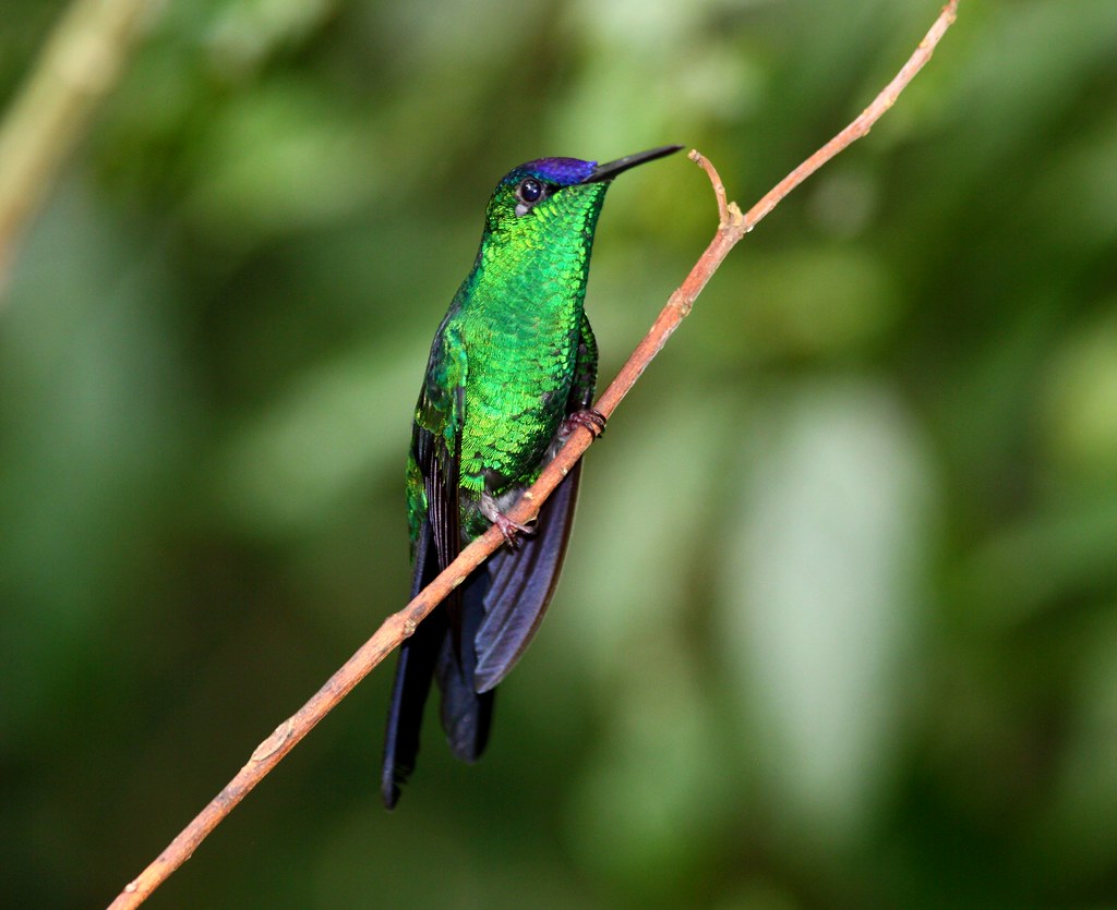 The violet-capped hummingbird (Goldmania violiceps) is rather similar to the Pirre Hummingbird in general appearance and closely related to that species.