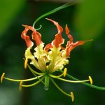 Gloriosa superba is an important medicinal plant of Asia and Africa.