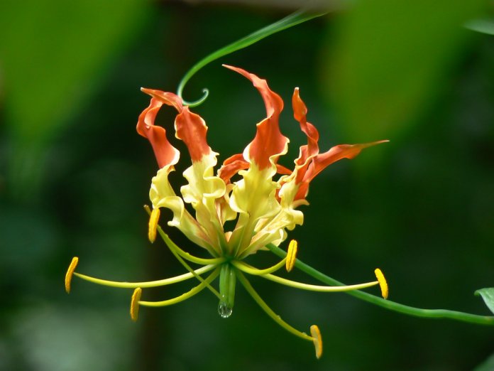Gloriosa superba is an important medicinal plant of Asia and Africa.