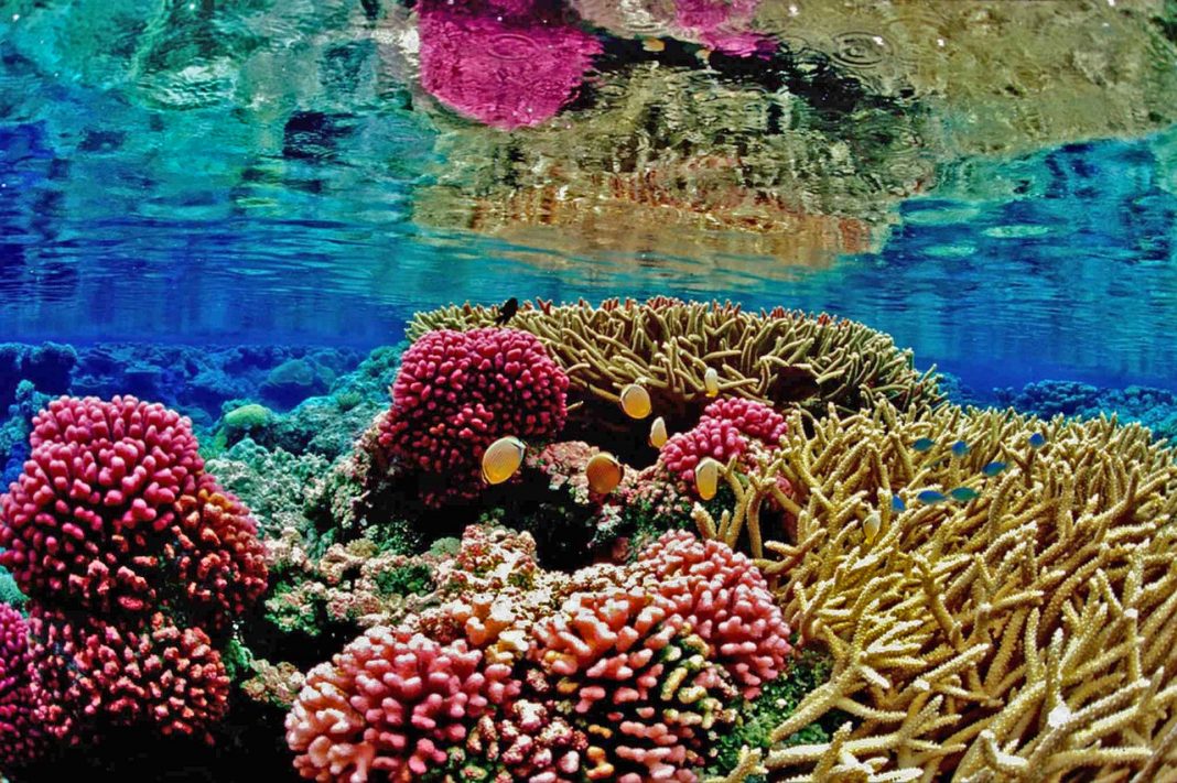 Reefs are very fragile environments that cannot tolerate a wide range of conditions.