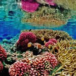 Reefs are very fragile environments that cannot tolerate a wide range of conditions.