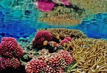 Coral Reef Destruction: How Human Activities Are Threatening Ocean Life Reefs are very fragile environments that cannot tolerate a wide range of conditions.