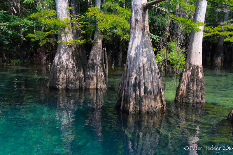Cypress Springs of Vernon, Florida