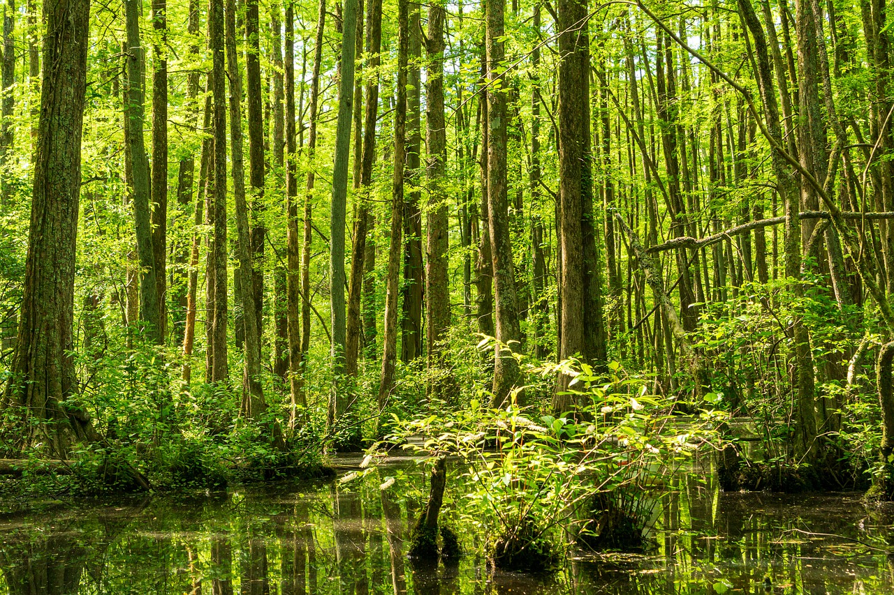 Cypress Springs of Vernon, Florida