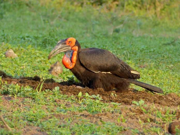 Ground hornbill is easily recognized birds that are classified as amongst the ‘big six’ avian species of Southern Africa.