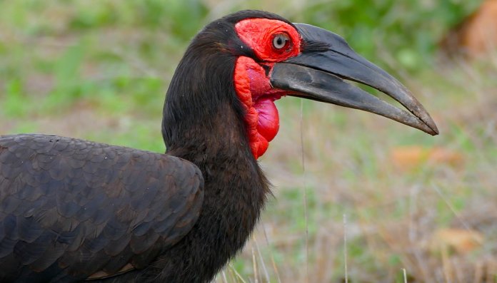 The breeding season is October to November. The eggs lay earlier after good rains, usually within 10 days of the first summer rains.