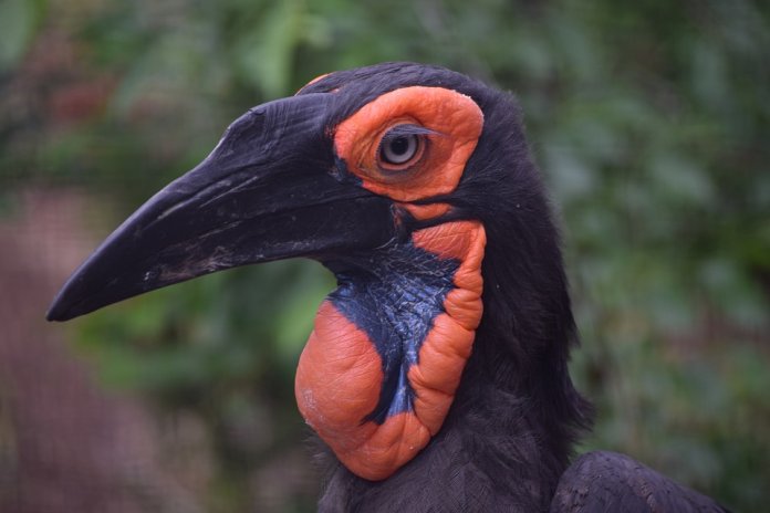 The bird is found in Namibia, Angola, South Africa, Zimbabwe, Kenya, Burundi, Malawi, Tanzania, Zambia, Mozambique, and Swaziland.