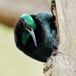 The Paradise Riflebird habitat is mid-eastern coastal Australian rainforests are among the few birds of paradise occurring outside Papua New Guinea.