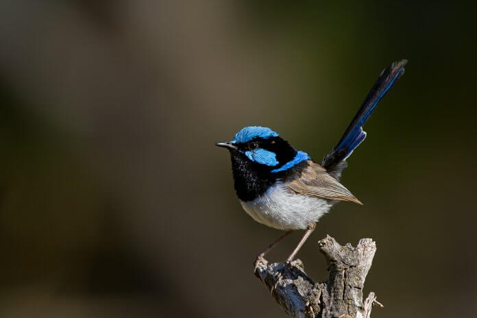 The Superb Fairy-wren is a lovely cocked tail, iridescent blue plumage, and boldness in adapting to urbanization, parks, and gardens