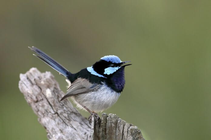 The average male bird length is about 120-150 mm. The Male bird in breeding plumage, crown, and upper back is sky-blue.