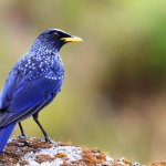 The Blue whistling thrush is famous for its loud human-like whistling song in the early morning and evening.