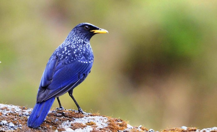 The Blue whistling thrush is famous for its loud human-like whistling song in the early morning and evening.