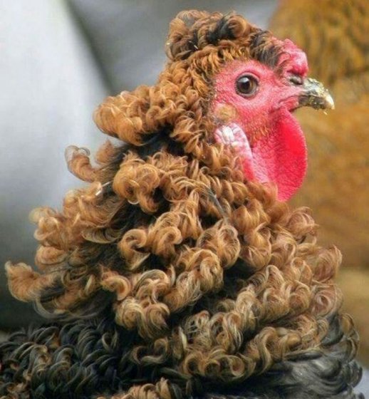 In the Henan province of China, a funky farmyard Curly Hair Chicken having strange hair in their village looks like it had a perm.