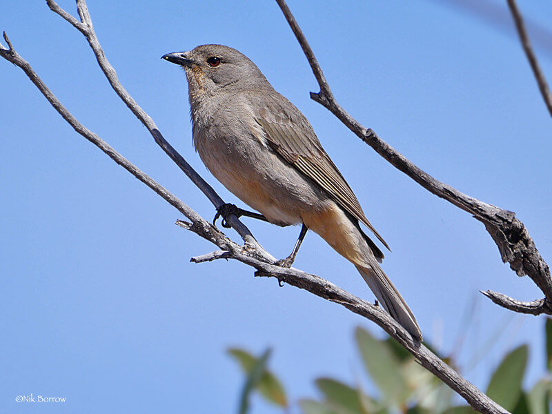 The Shy Red-lored Whistler