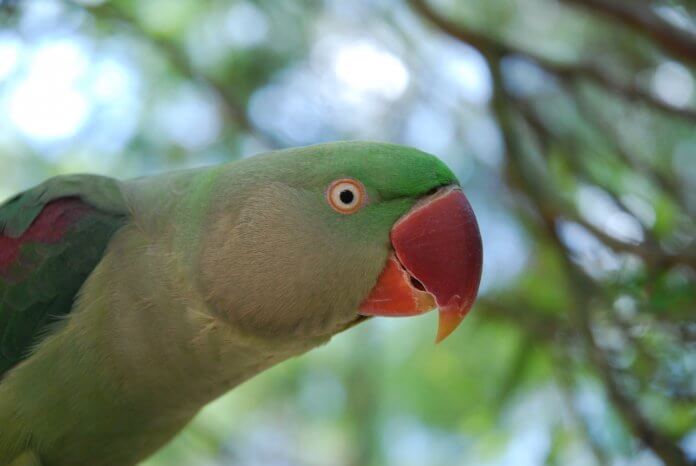 Alexandrine Parakeet 111106549 Alexandrine parakeet