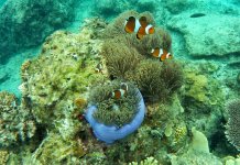 Life on a Coral Atoll Nature curious maybe wanted to know, what is the Life on a Coral Atoll Facts? Because the soil of a coral atoll is basically limestone, few species of plants can live there.