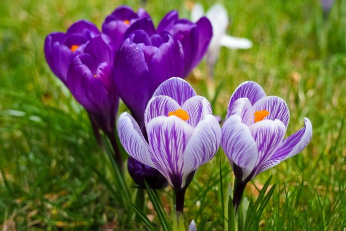 Crocuses like full sun or part shade. 