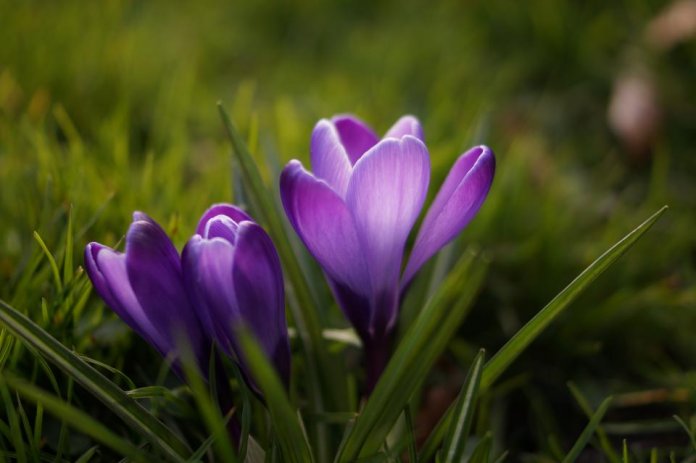 all the small spring bulbs the Crocus Flower is the most favorite among flower lovers.