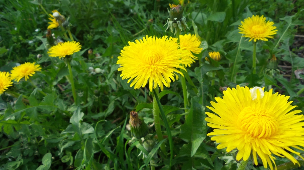 Dandelion Herbs Benefits – A Staple Tonic to General Health