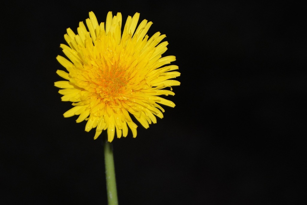 Dandelion Herbs Benefits – A Staple Tonic to General Health