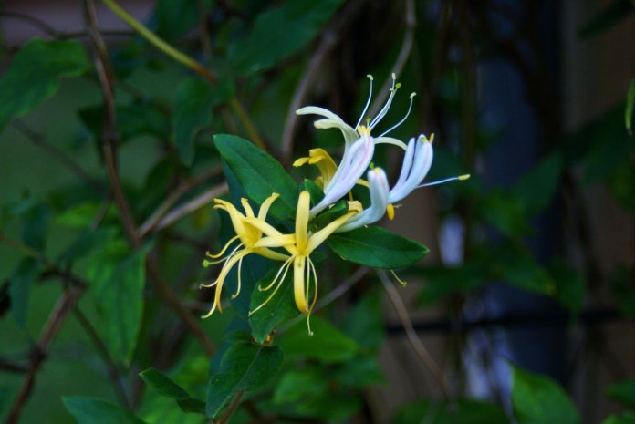 Honeysuckle is very much a plant of Northern Europe including Britain, honeysuckle can also be found growing wild in North Africa and Western Asia.