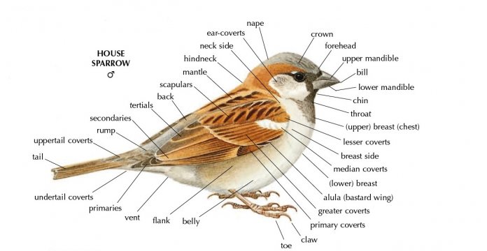 Difference Between a Tree Sparrow and House Sparrow