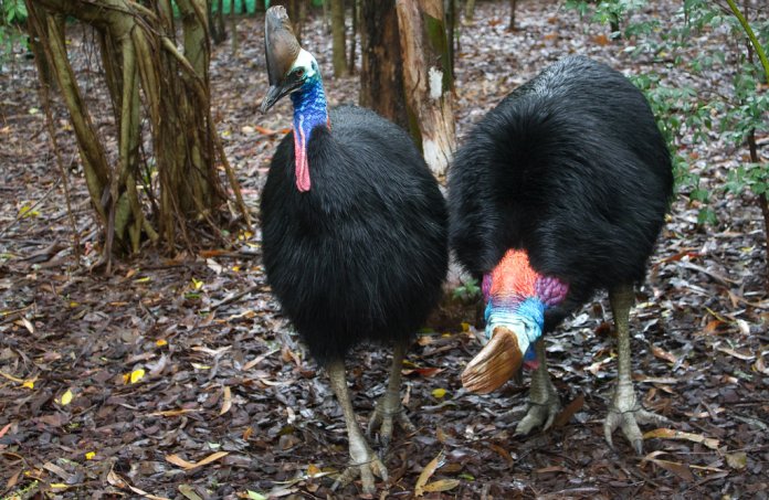 The first indication that a cassowary is nearby is usually a low rumble, like the sound of an approaching truck.