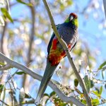 Red capped Parrot Blackadder Wetland 1a