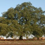 The Whistler Tree is more than 235 years old natural wonder in old cork oak from Águas de Moura, Palmela, Portugal.