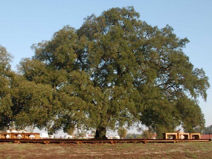 The Whistler Tree Portugal is more than 235 years old natural wonder in old cork oak from Águas de Moura, Palmela, Portugal.