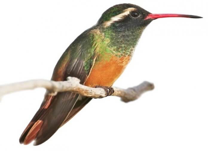 This is a permanent resident hummingbird in their native range. But, there is a short-distance migration possible due to the unavailability of flowering plants.
