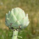 If you ask from any Frenchman about Artichokes Plant, he will tell you, that Artichokes is the friend of the liver.