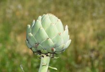 Artichokes Plant – A friend of the Liver If you ask from any Frenchman about Artichokes Plant, he will tell you, that Artichokes is the friend of the liver.