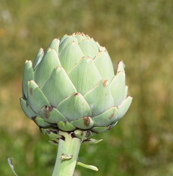 Artichokes Plant – A friend of the Liver If you ask from any Frenchman about Artichokes Plant, he will tell you, that Artichokes is the friend of the liver.