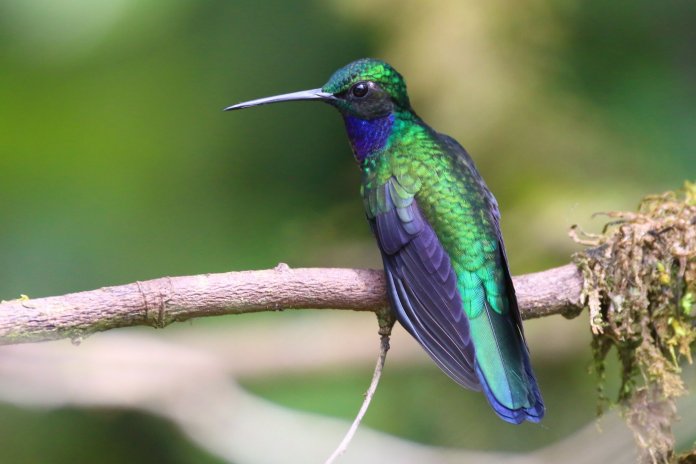 The black-throated brilliant behavior is otherwise very little known; although it has an extensive distribution, it is uncommon and hard to observe.