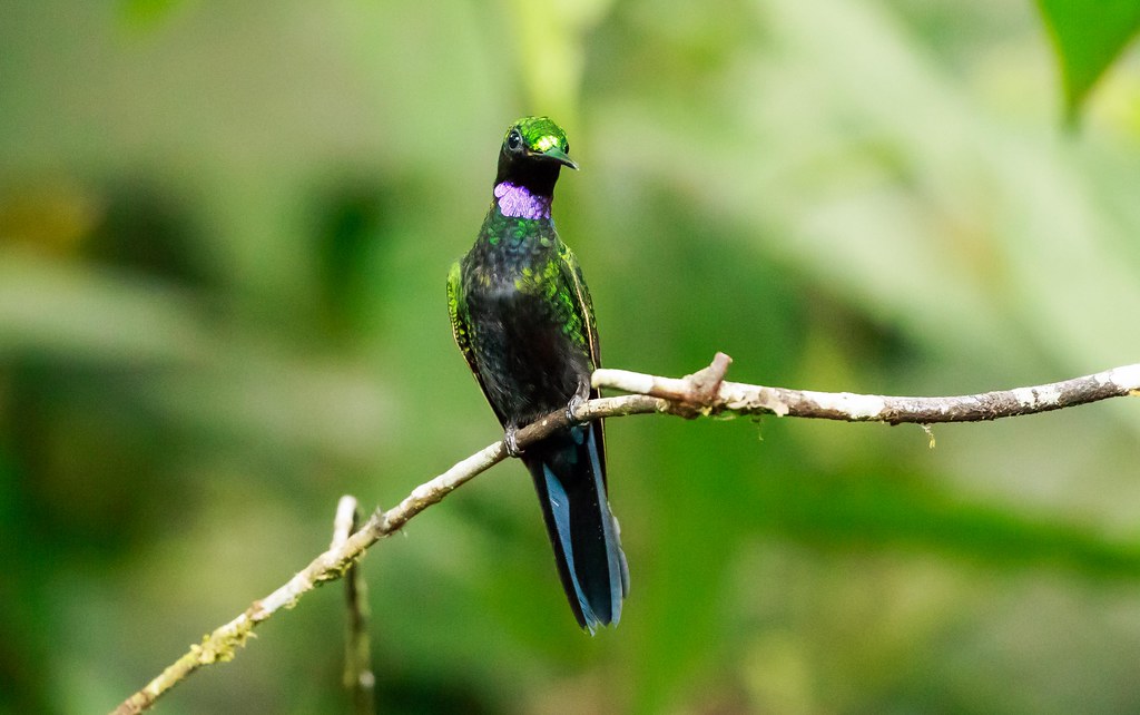 The black-throated brilliant (Heliodoxa schreibersii) is a large uncommon hummingbird that mainly found in South American countries Colombia, Peru, Ecuador, and Brazil.