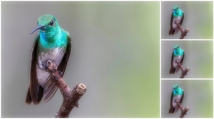 Mangrove Hummingbird call is soft, little rapid, djtt vocals given in a descending twitter.