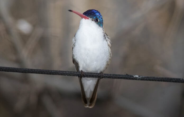The violet-crowned hummingbird (Leucolia violiceps) feeds at low and high levels,