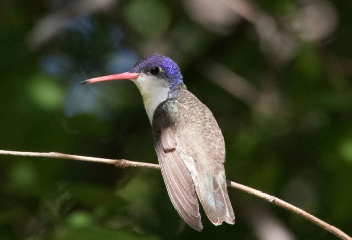 The violet-crowned humming average weight is about 5 g