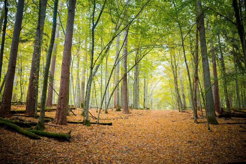 Тропинка в Беловежской пуще Belovezhskaya Pushcha National Park