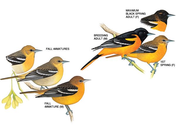 IDENTIFICATION OF BALTIMORE ORIOLE FEMALE AND MALE