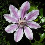 people’s minds is Clematis an extremely varied genus numbering about 150 species of almost worldwide distribution.