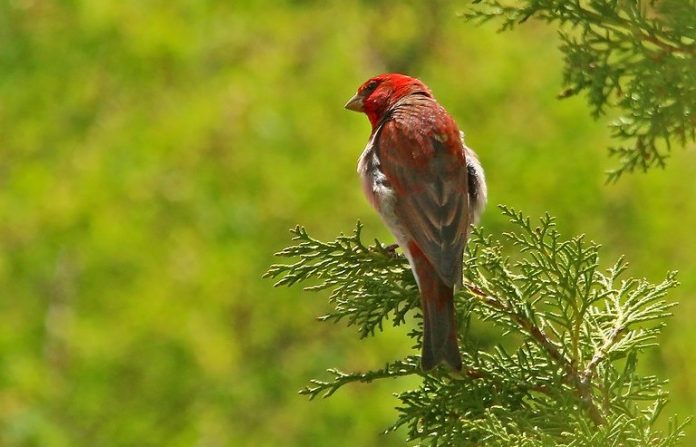 A medium-sized Rosefinch is 13-14.5 cm in length. The adult male in full plumage has deep redbreast, brilliant rosy-carmine head, and rump, stout and conical bill